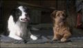 dr dolittle 3-avi_1000_053.jpg